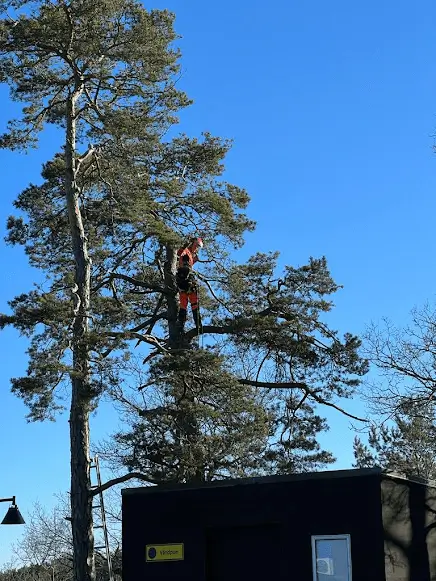 Beskärning