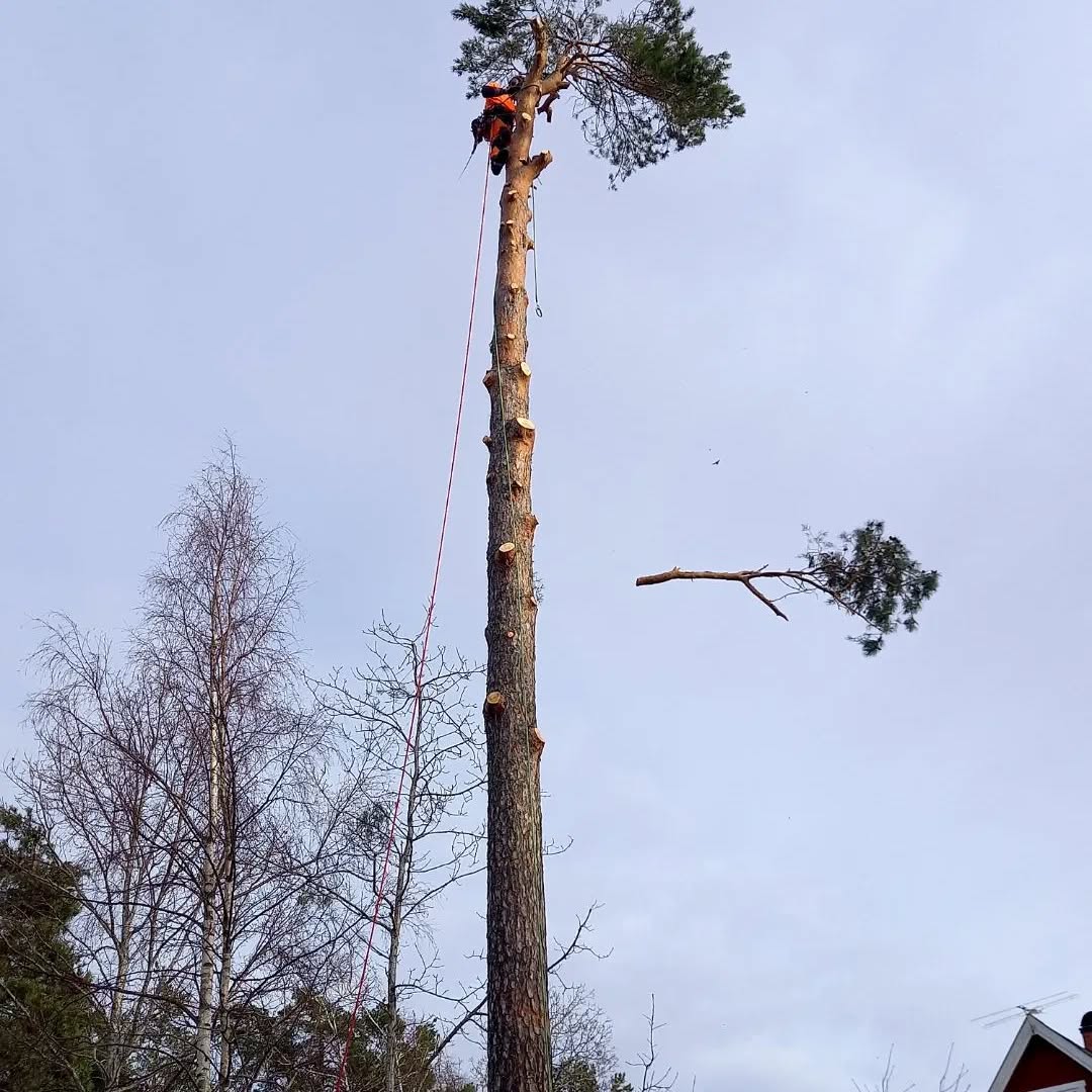 Tall trädfällning