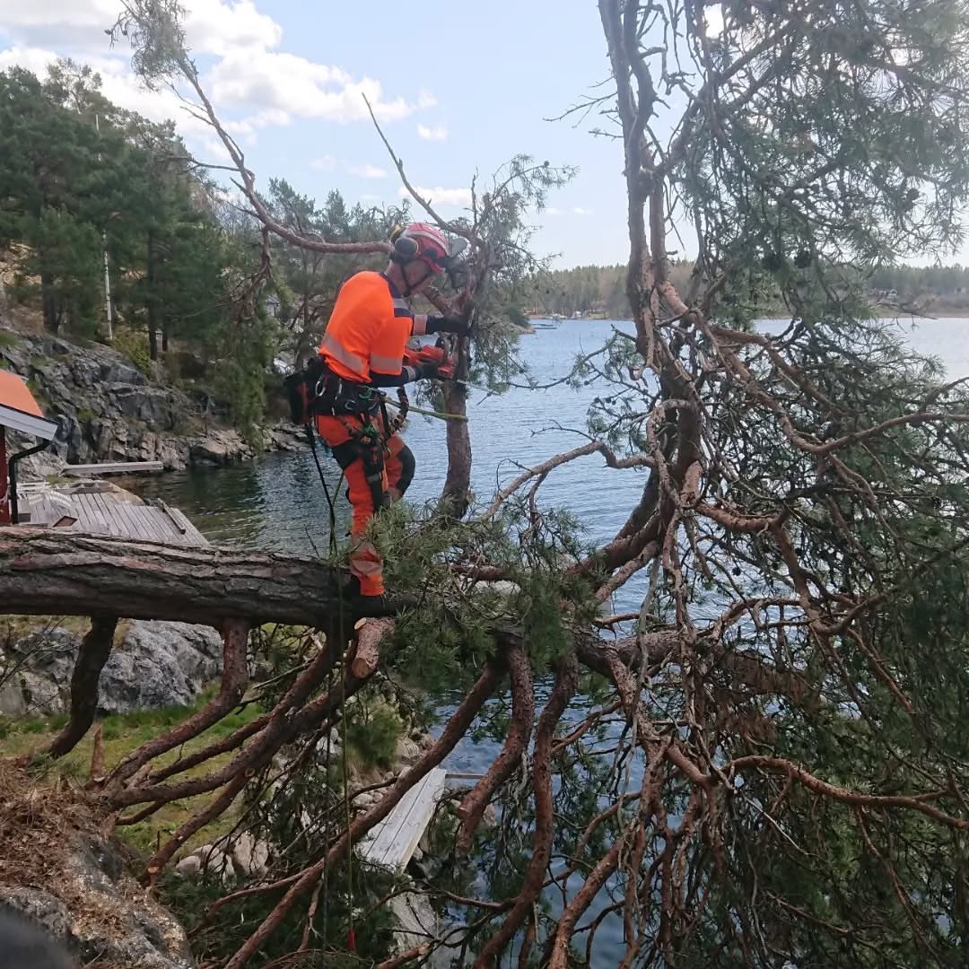 Trädfällning