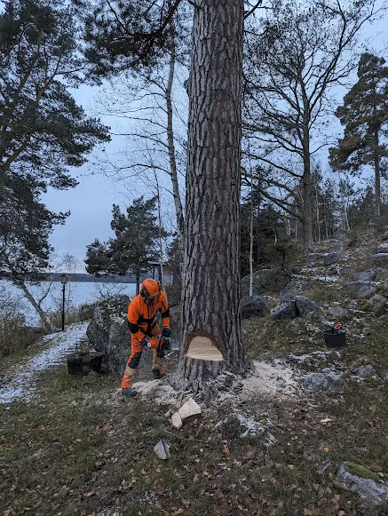 Trädfällning