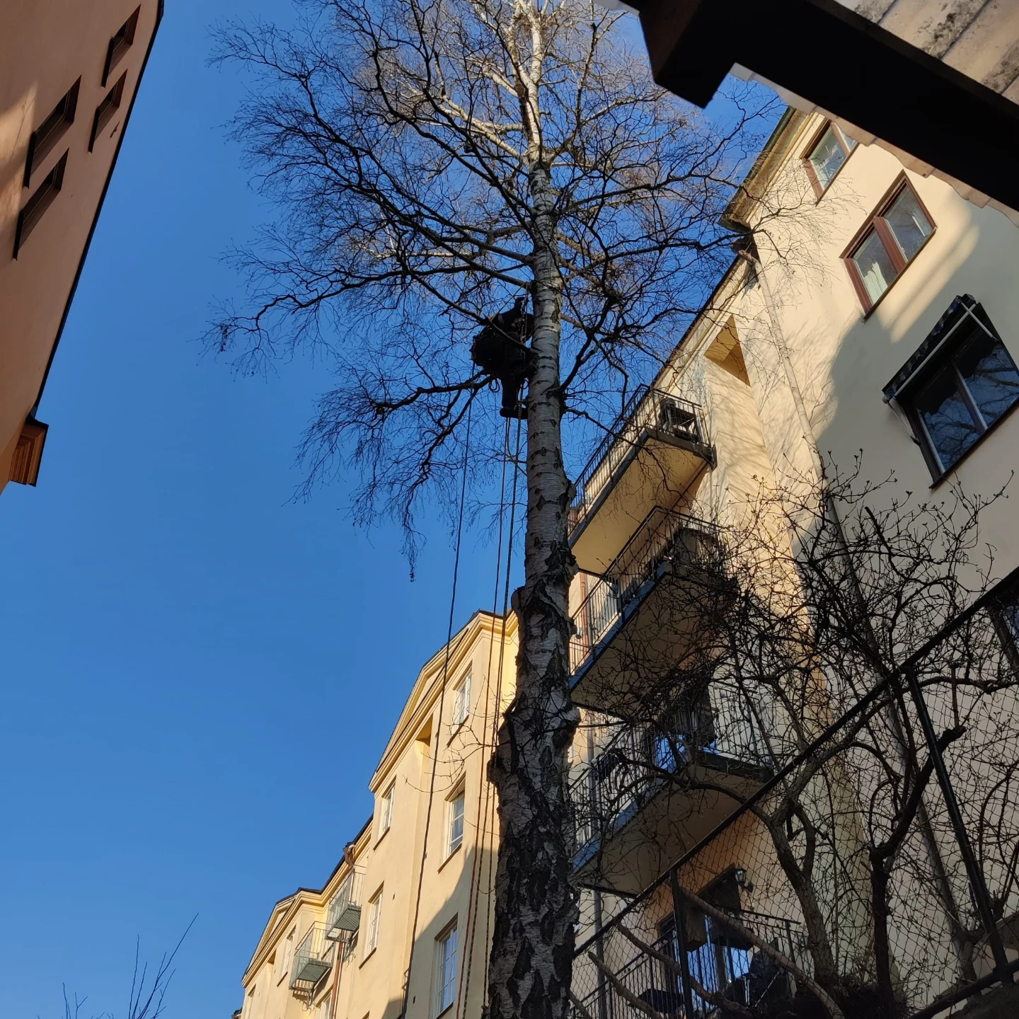 Trädfällning